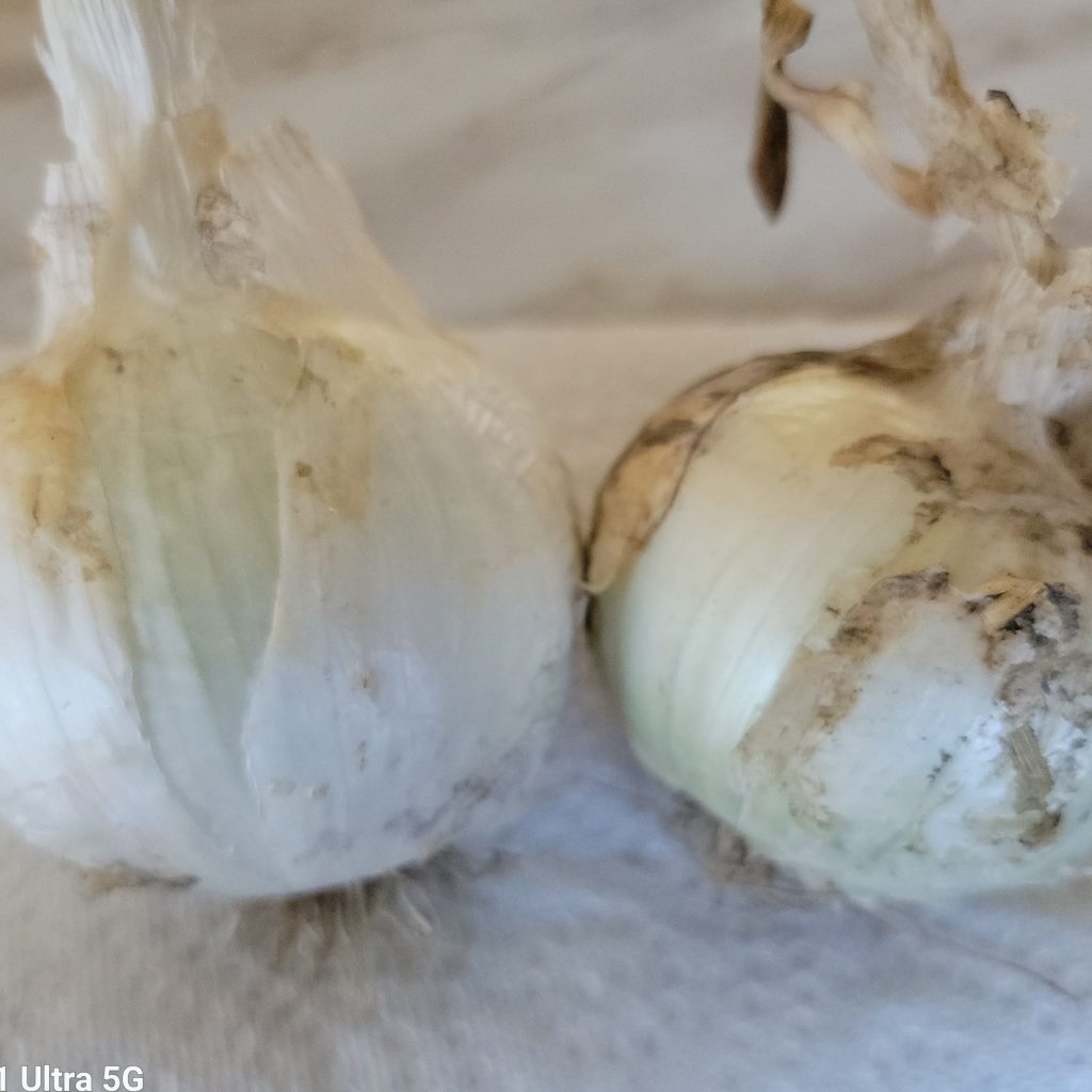 Texas Early White Sweet Onions per lb The Farm Trader