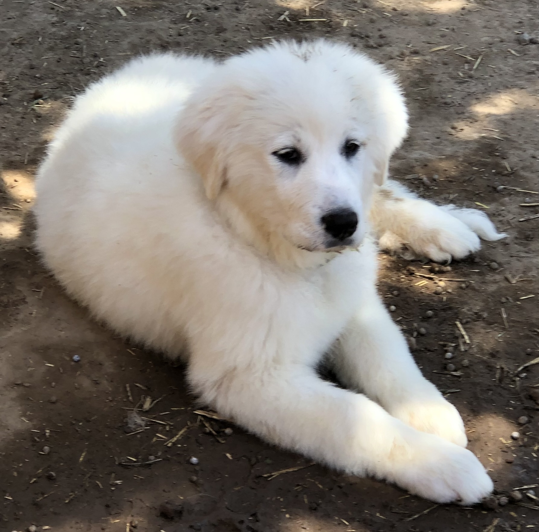 Great Pyrenees Puppy Uk Great Pyrenees Puppy Uk