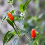 Pequin Chili Pepper Live Starter Plant, Very Rare