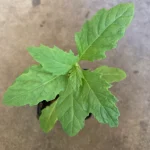 Mexican Tea (Epazote) Herb Non GMO Live Plant