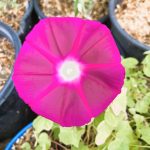 Ipomoea Purpurea Crimson Rambler Morning Glory Live Starter Plant
