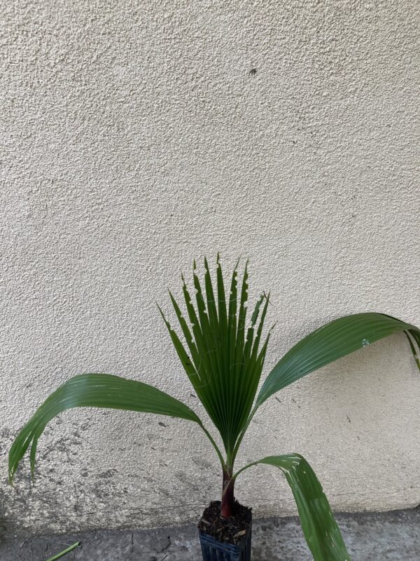 Mexican Fan Palm Tree Seedling 1-2 Feet Tall Live Plant