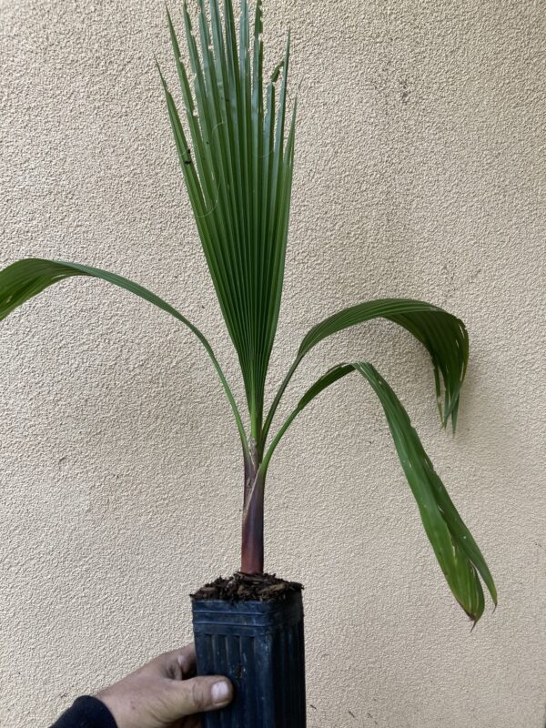 Mexican Fan Palm Tree Seedling 1-2 Feet Tall Live Plant
