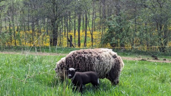 Farm Tour