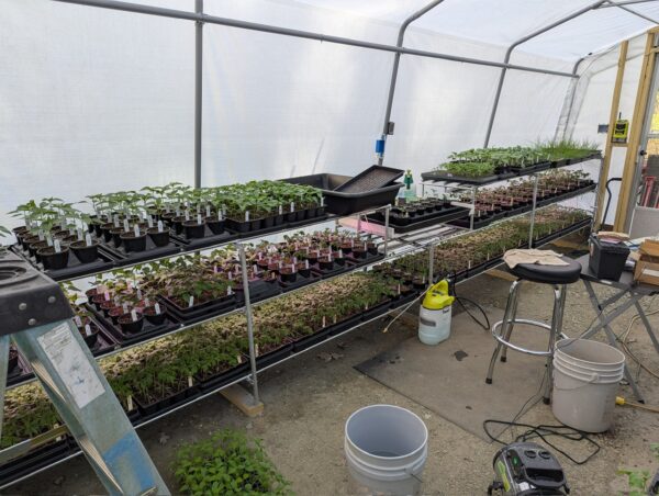 Garden ready starter plants (6pk trays & single cups)
