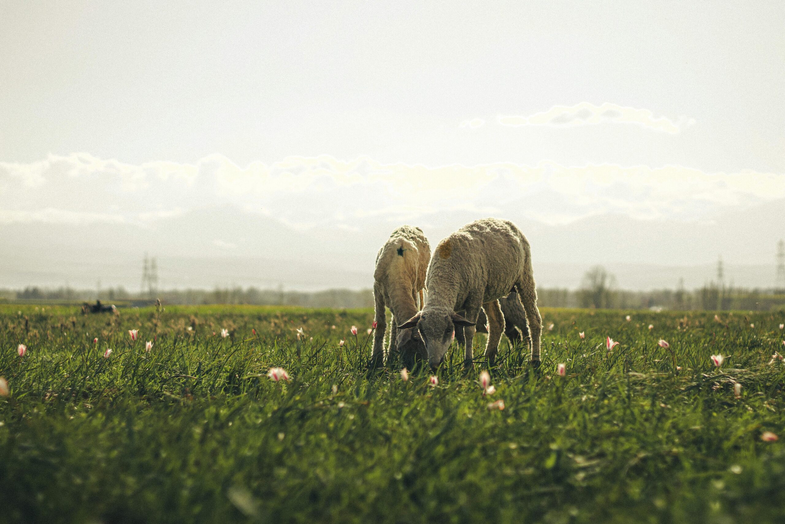 Spring on the Farm