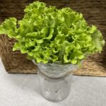 Lettuce