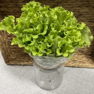 Lettuce
