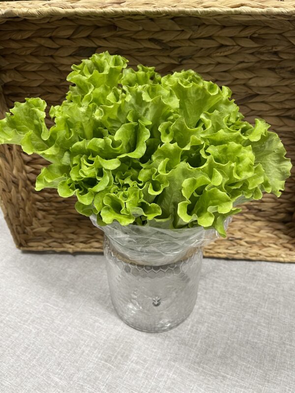 Lettuce