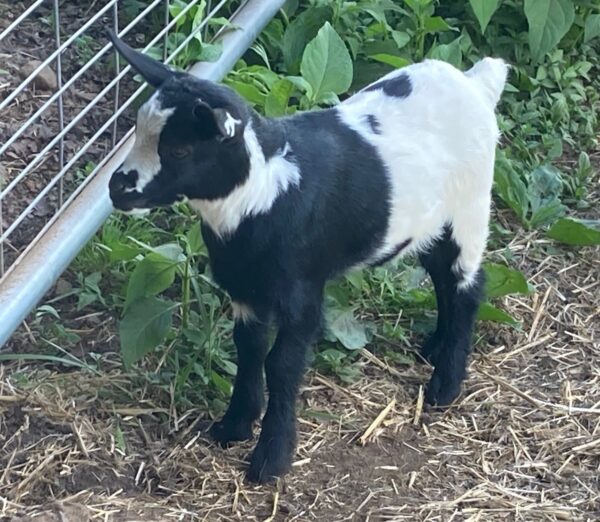 Female Myotonic Goat (Fainting Goat) Kids for Sale