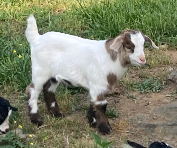 Male Myotonic Goat (Fainting Goat) Kids for Sale $250 to $300