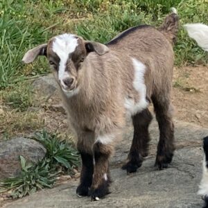 Male Myotonic Goat (Fainting Goat) Kids for Sale $250 to $300