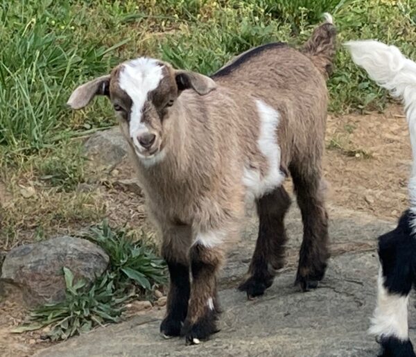 Male Myotonic Goat (Fainting Goat) Kids for Sale $250 to $300