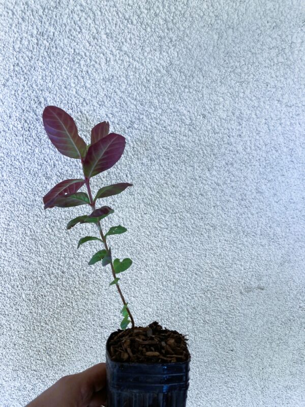Pink Guava 1-2 Feet Tall Live Plant