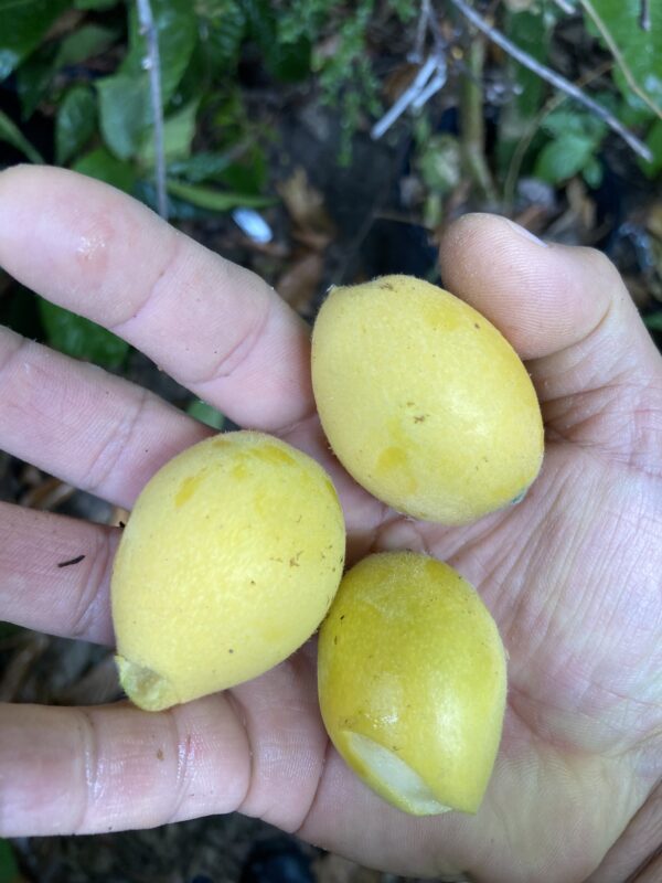 Organic Yellow fruit Loquat Mispero Eriobotrya Japonica seedling