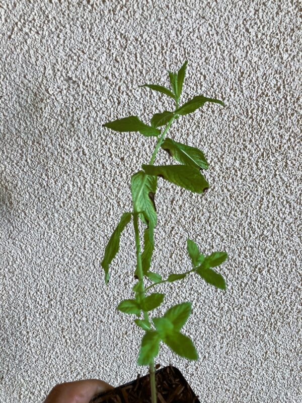 Spearmint Live Starter Plant