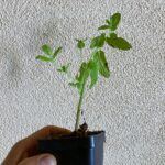 Spearmint Live Starter Plant