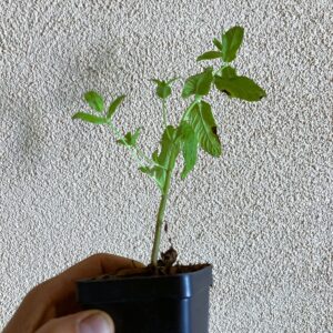 Spearmint Live Starter Plant