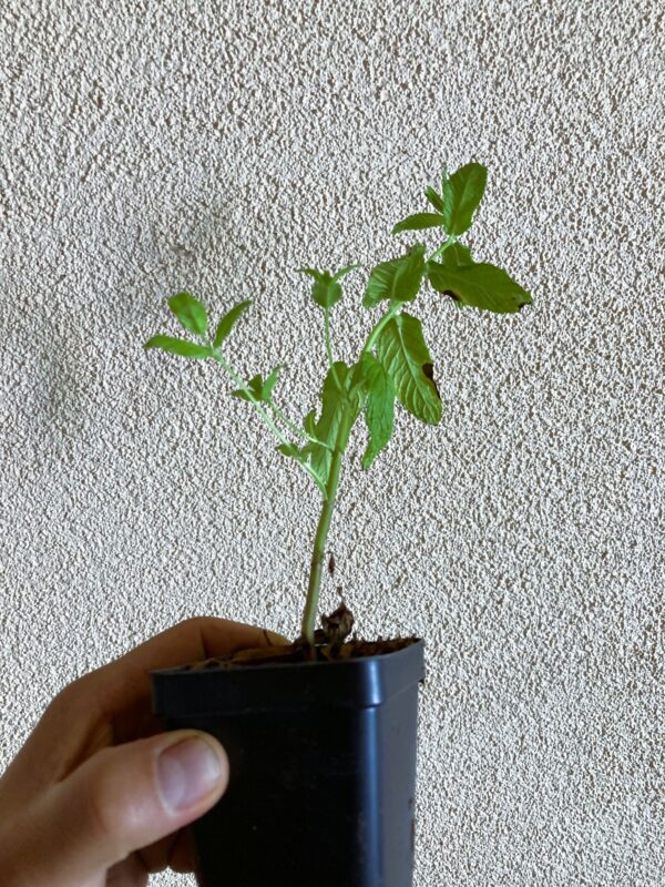 Spearmint Live Starter Plant
