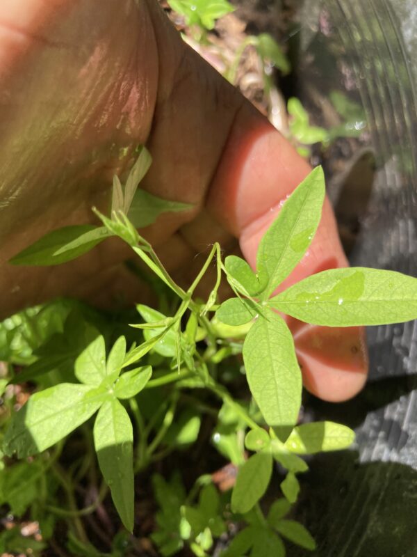 Super Rare Ipomoea Cairica Cairo Coastal Morning Glory Live Plant