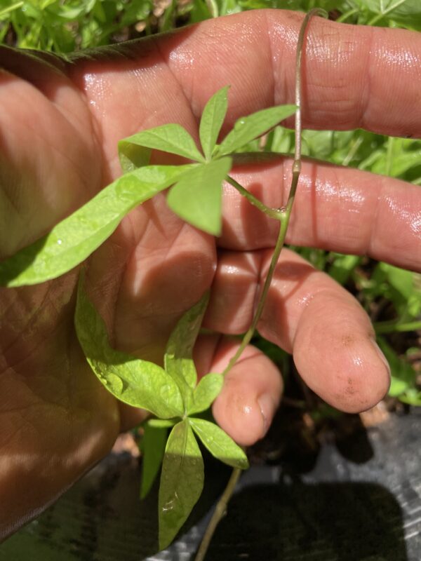 Super Rare Ipomoea Cairica Cairo Coastal Morning Glory Live Plant