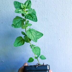Italian Oregano Non GMO Starter Live Plant Grown Organically