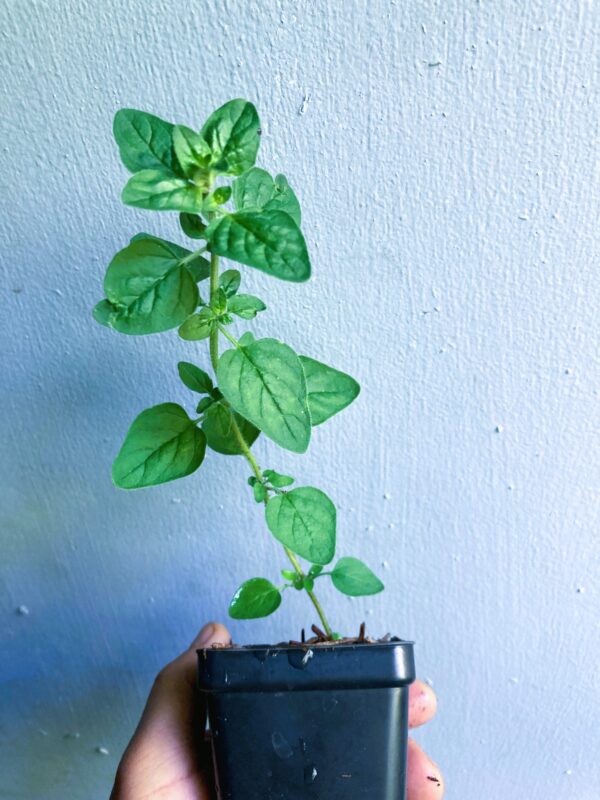 Italian Oregano Non GMO Starter Live Plant Grown Organically