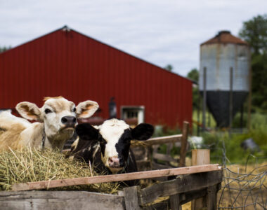 federal cuts to local food programs