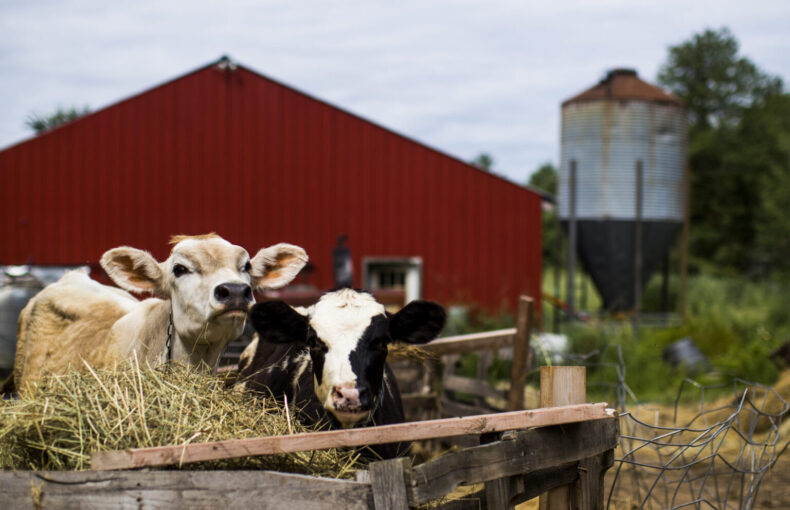federal cuts to local food programs