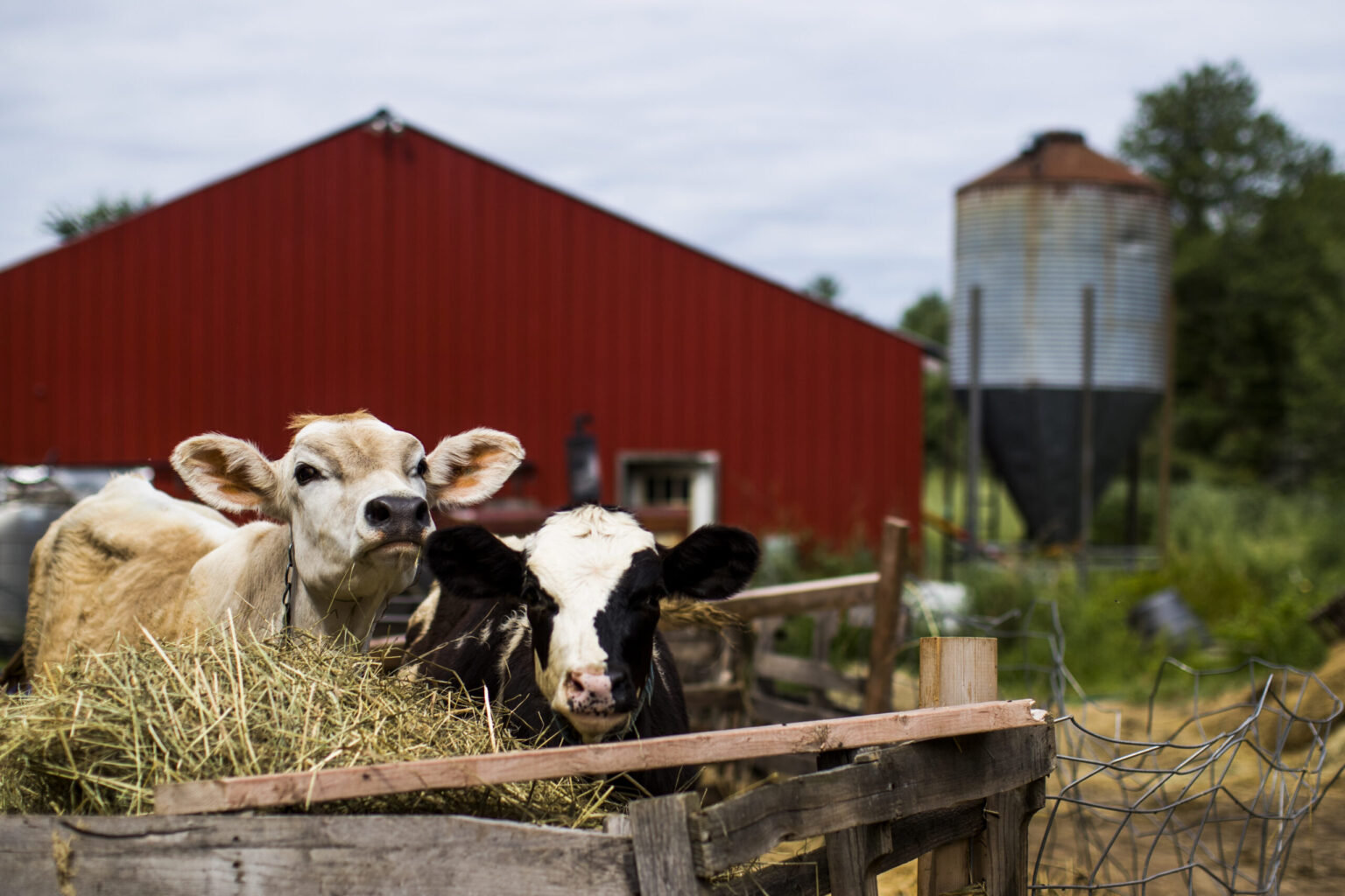 federal cuts to local food programs