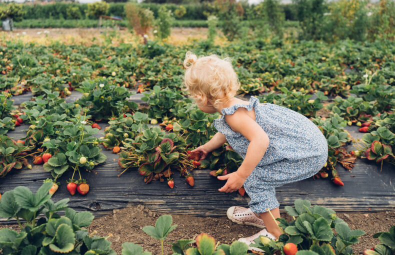 Agritourism Activities