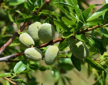 2025 Almond Crop Forecast