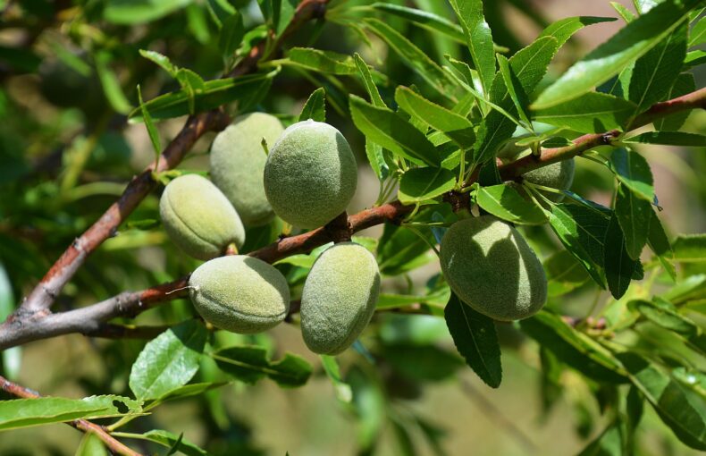 2025 Almond Crop Forecast