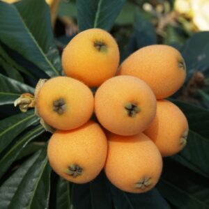 Orange Loquat Tree Sweet Yellow Plum Seedling Live Starter Plant 1-2 feet Tall