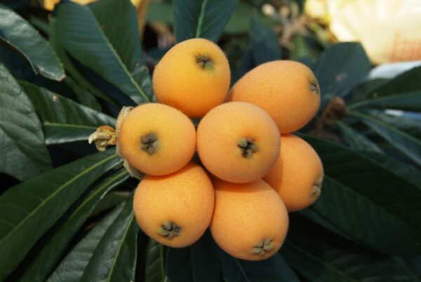 Orange Loquat Tree Sweet Yellow Plum Seedling Live Starter Plant 1-2 feet Tall