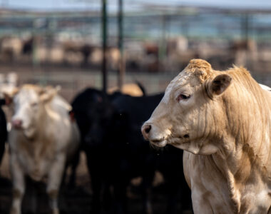 cattle prices