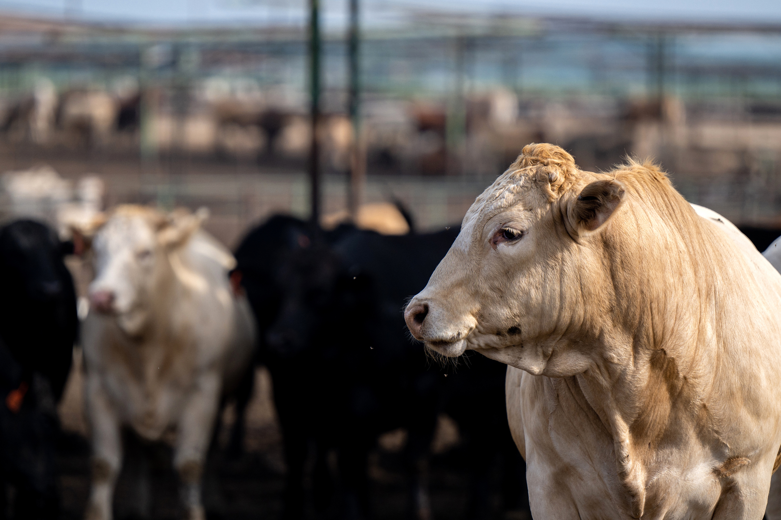 cattle prices