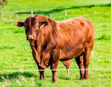 cattle on feed