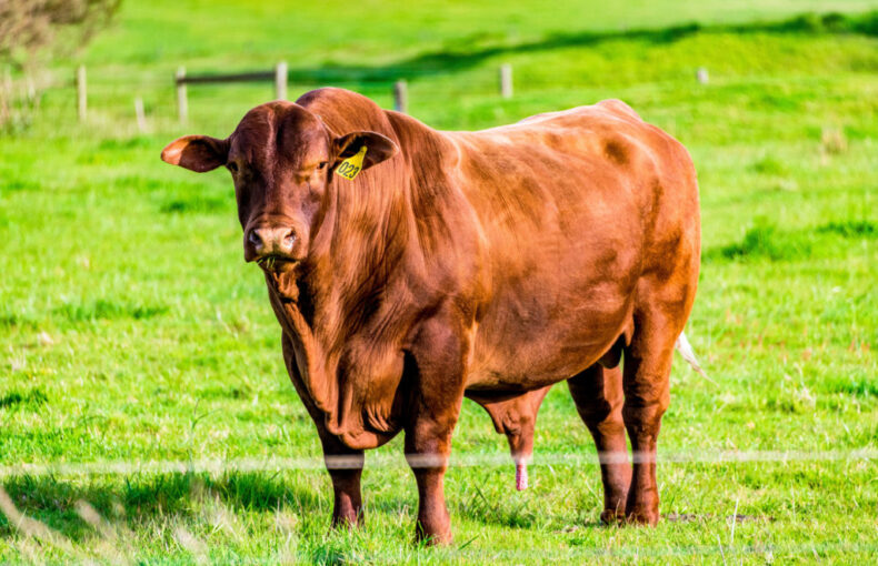 cattle on feed