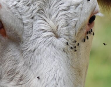 fly and tick problems in cattle