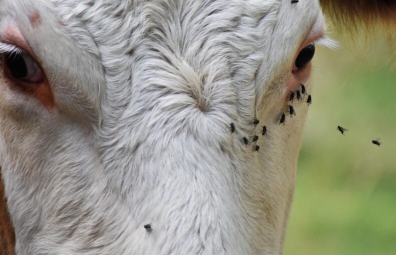 fly and tick problems in cattle