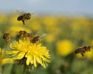 bee protection protocols