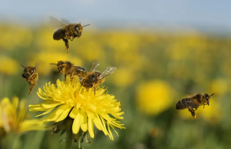 bee protection protocols