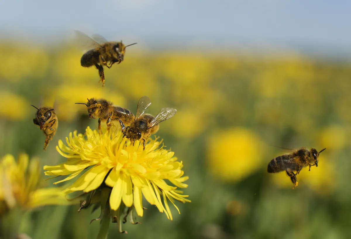 bee protection protocols
