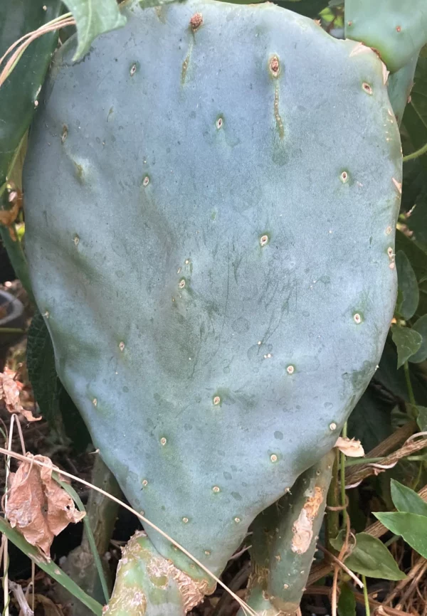 Cold Hardy Opuntia Robusta Pad Purple Tuna Pricky Pear (cutting)