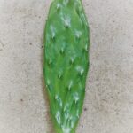 Opuntia Megacantha (Nopal Blanco) Pad Considered one of the Best for Nopales (cutting)