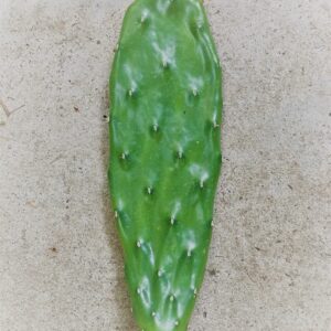 Opuntia Megacantha (Nopal Blanco) Pad Considered one of the Best for Nopales (cutting)