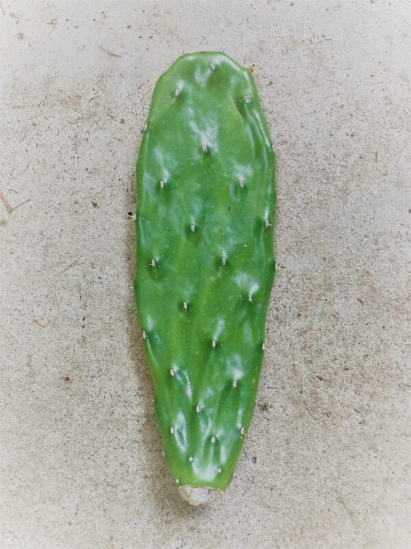 Opuntia Megacantha (Nopal Blanco) Pad Considered one of the Best for Nopales (cutting)