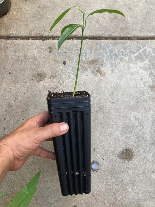 Carabao Philippine Mango Seedling Live Plant