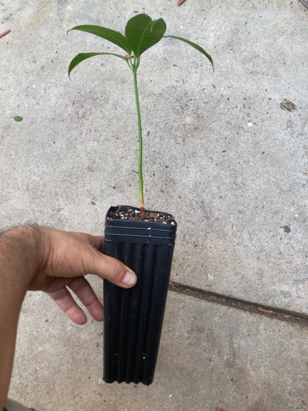 Manila Mango Seedling Live Plant